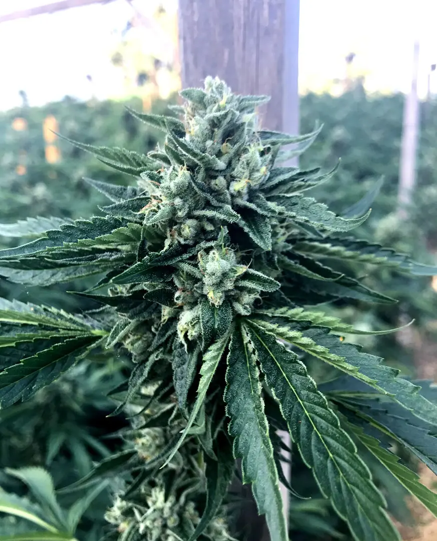 CINNAMON BUDDHA OG HUMBOLDT SEED FEM