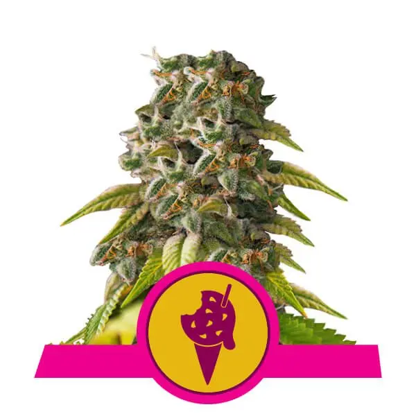 COOKIES GELATO ROYAL QUEEN SEEDS FEM