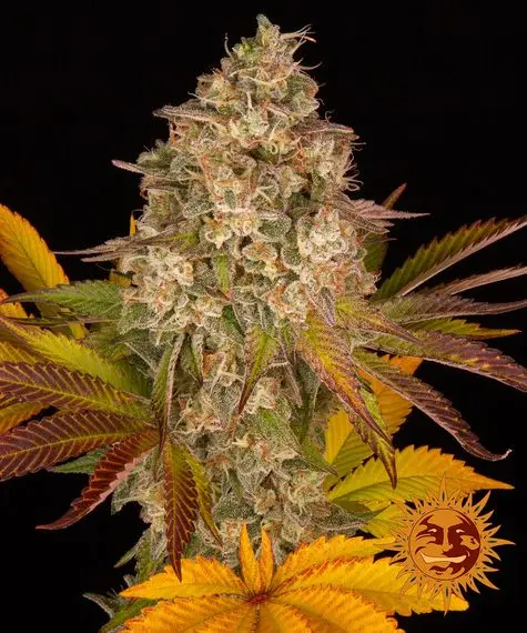 COOKIES KUSH AUTO STRAIN BARNEY'S FARM