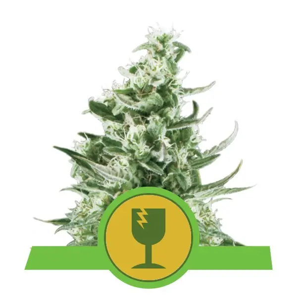 ROYAL CRITICAL AUTOMATIC ROYAL QUEEN SEEDS