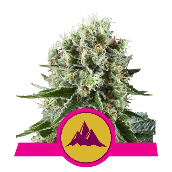 CRITICAL KUSH ROYAL QUEEN SEEDS FEM