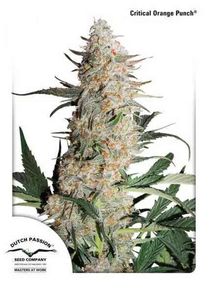 CRITICAL ORANGE PUNCH ® DUTCH PASSION FEM