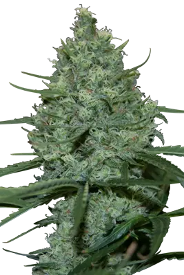 CRITICAL SEEDMAKERS FEM