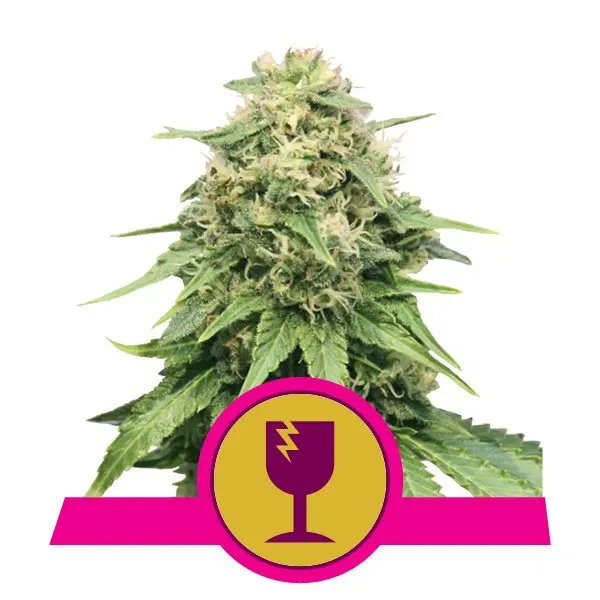 CRITICAL ROYAL QUEEN SEEDS FEM