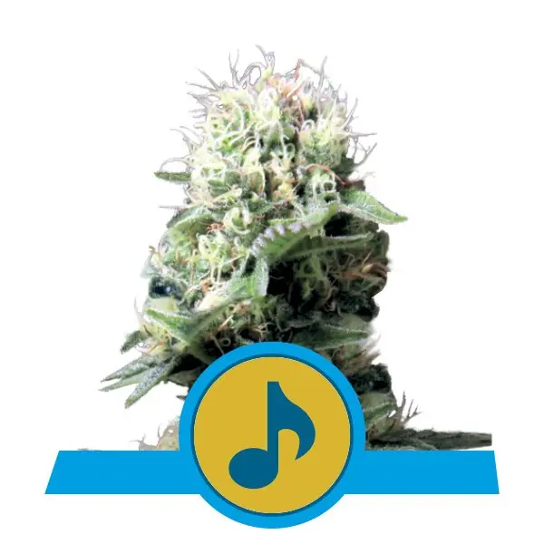 DANCE WORLD ROYAL QUEEN SEEDS CBD