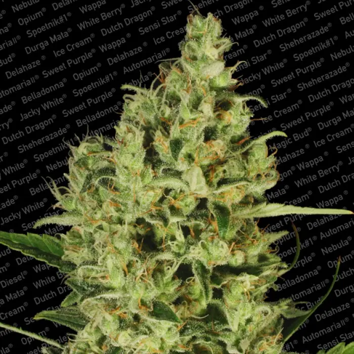 DELAHAZE PARADISE SEEDS FEM