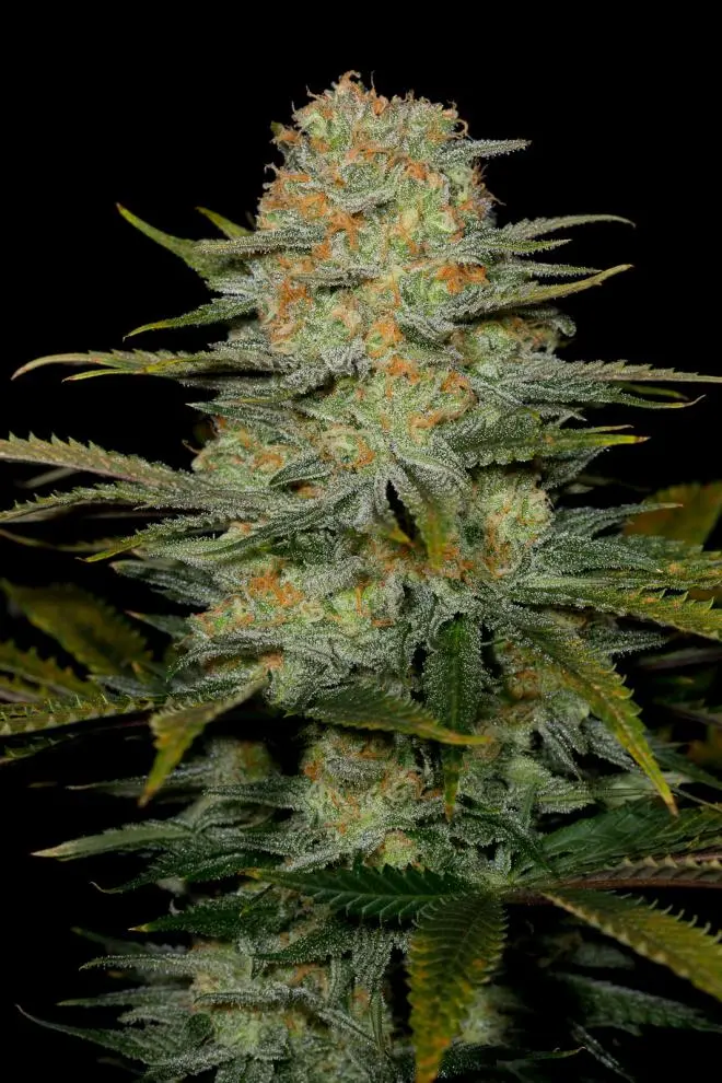 AMNESIA CBD DINAFEM SEEDS