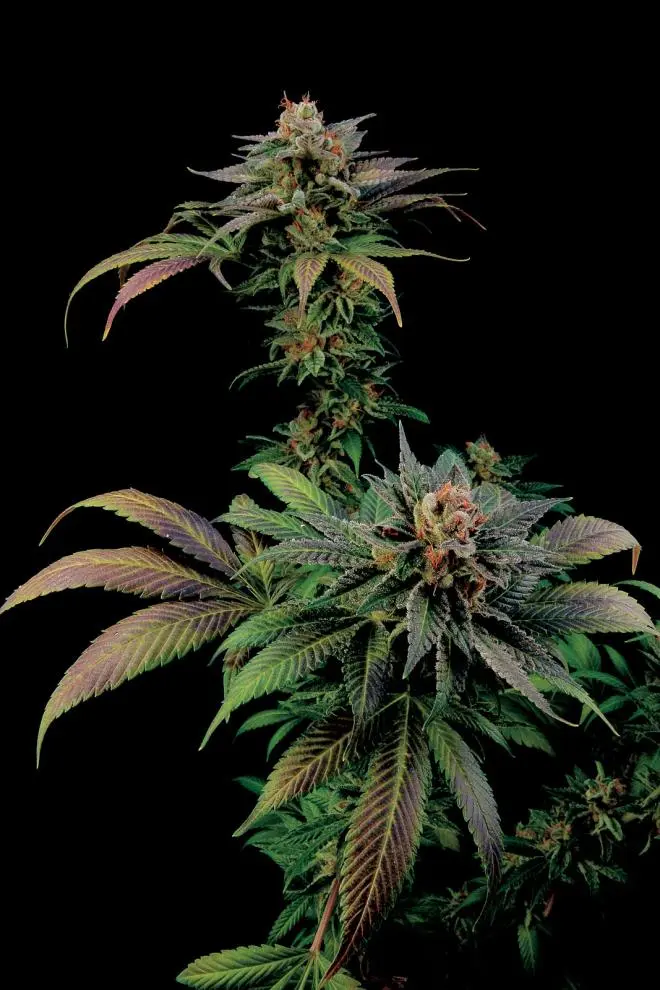 BLUE WIDOW DINAFEM FEM