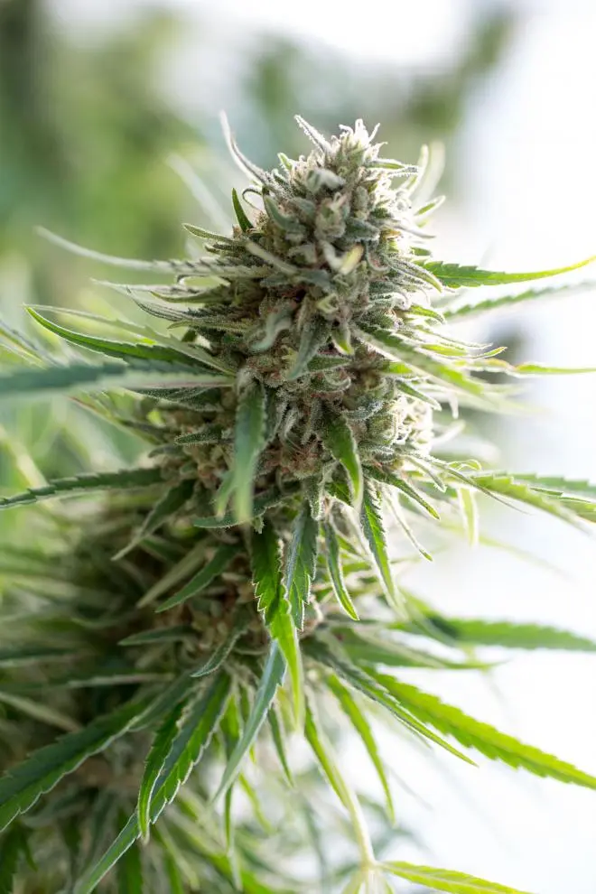 CRITICAL MASS CBD DINAFEM SEEDS