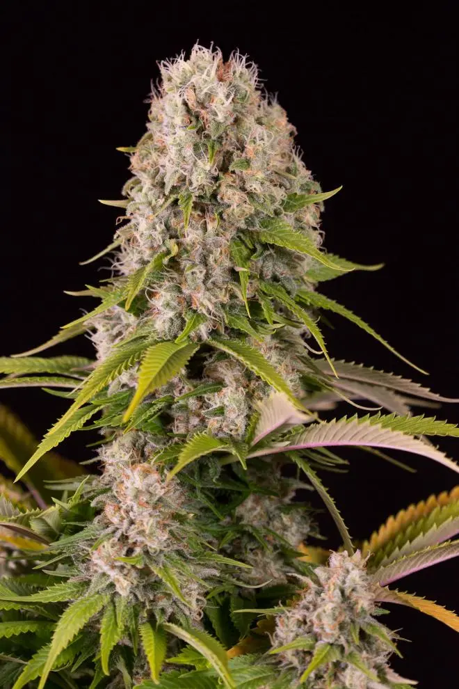 DIESEL DINAFEM FEM