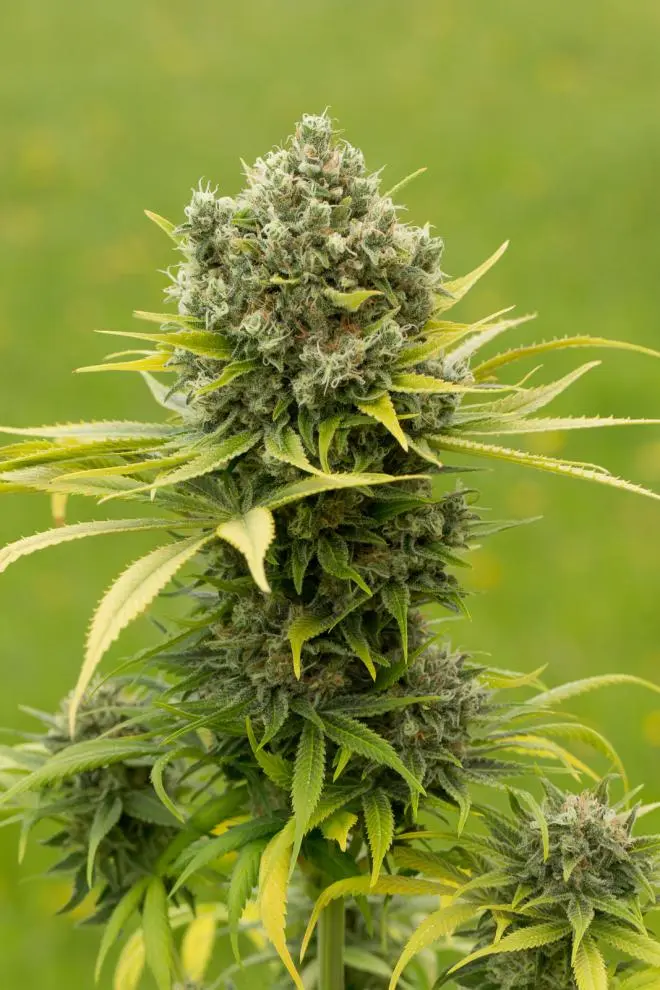 DINAMED CBD PLUS DINAFEM SEEDS