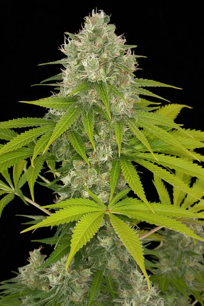 POWER KUSH DINAFEM FEM