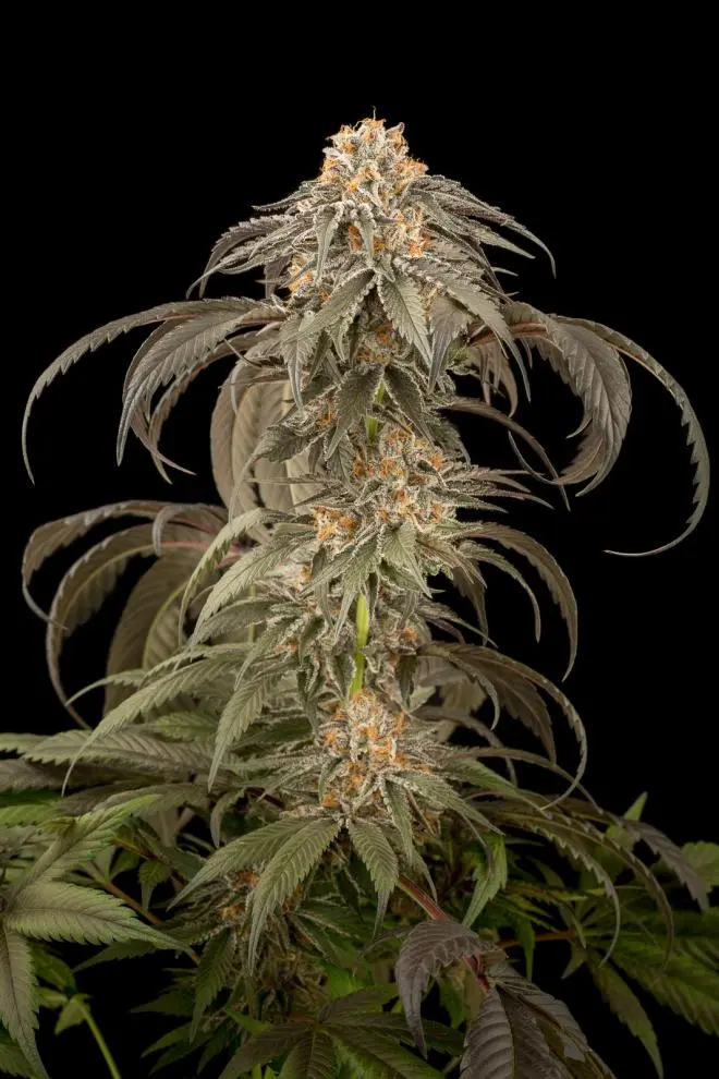 PURPLE AFGHAN KUSH DINAFEM FEM