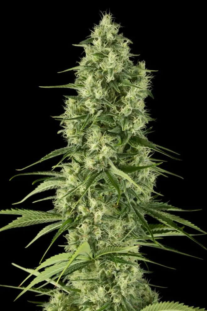 SANTA SATIVA DINAFEM FEM