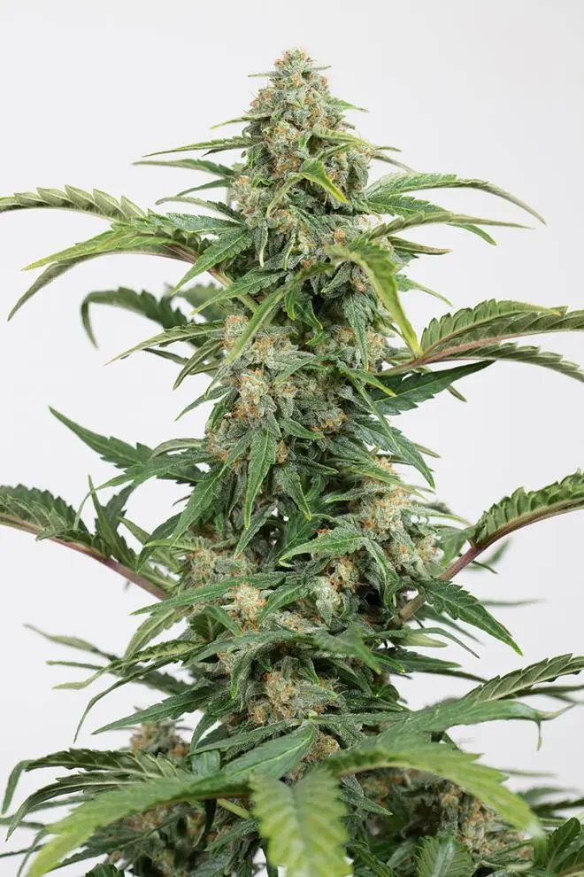 DINAMED CBD AUTOFLOWERING DINAFEM SEEDS