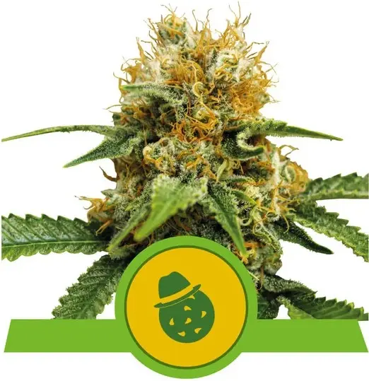 DO-SI-DOS AUTOMATIC ROYAL QUEEN SEEDS