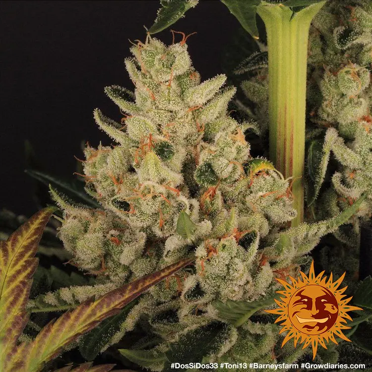 DOS SI DOS 33 BARNEY'S FARM FEM