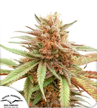 DURBAN DEW DUTCH PASSION FEM