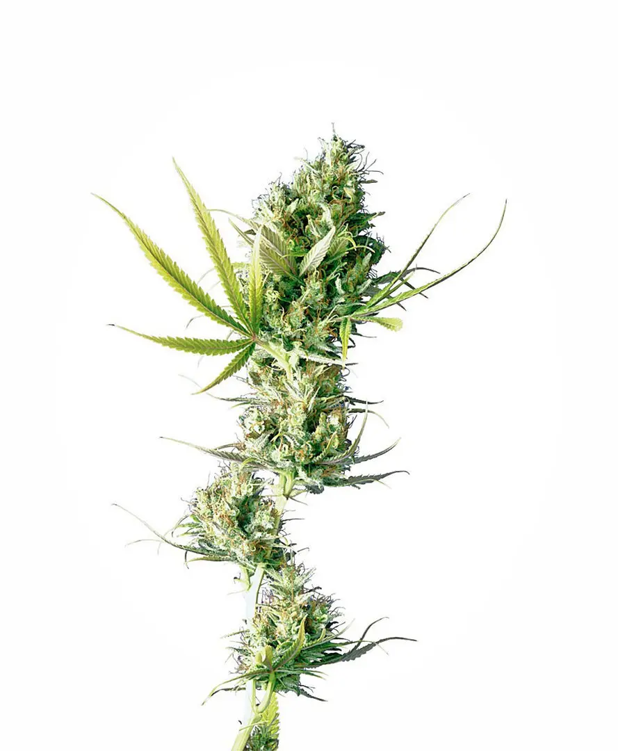 DURBAN® SENSI SEEDS REG