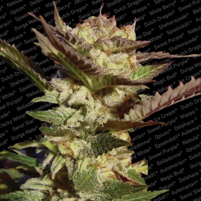 DURGA MATA PARADISE SEEDS FEM