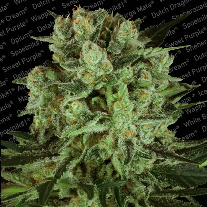 DURGA MATA II CBD PARADISE SEEDS