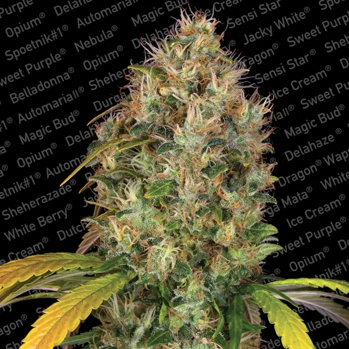 DUTCH KUSH PARADISE SEEDS FEM