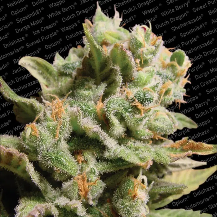 DUTCH DRAGON PARADISE SEEDS FEM