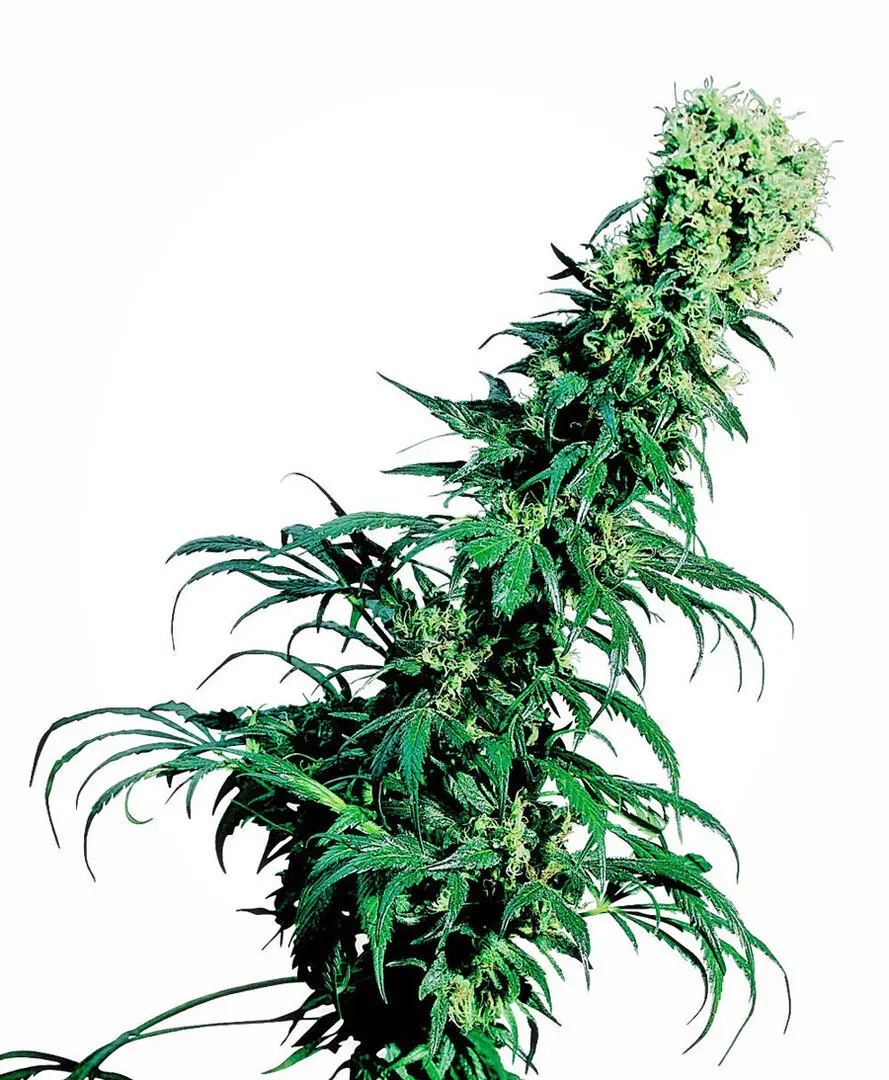 EARLY PEARL® SENSI SEEDS REG