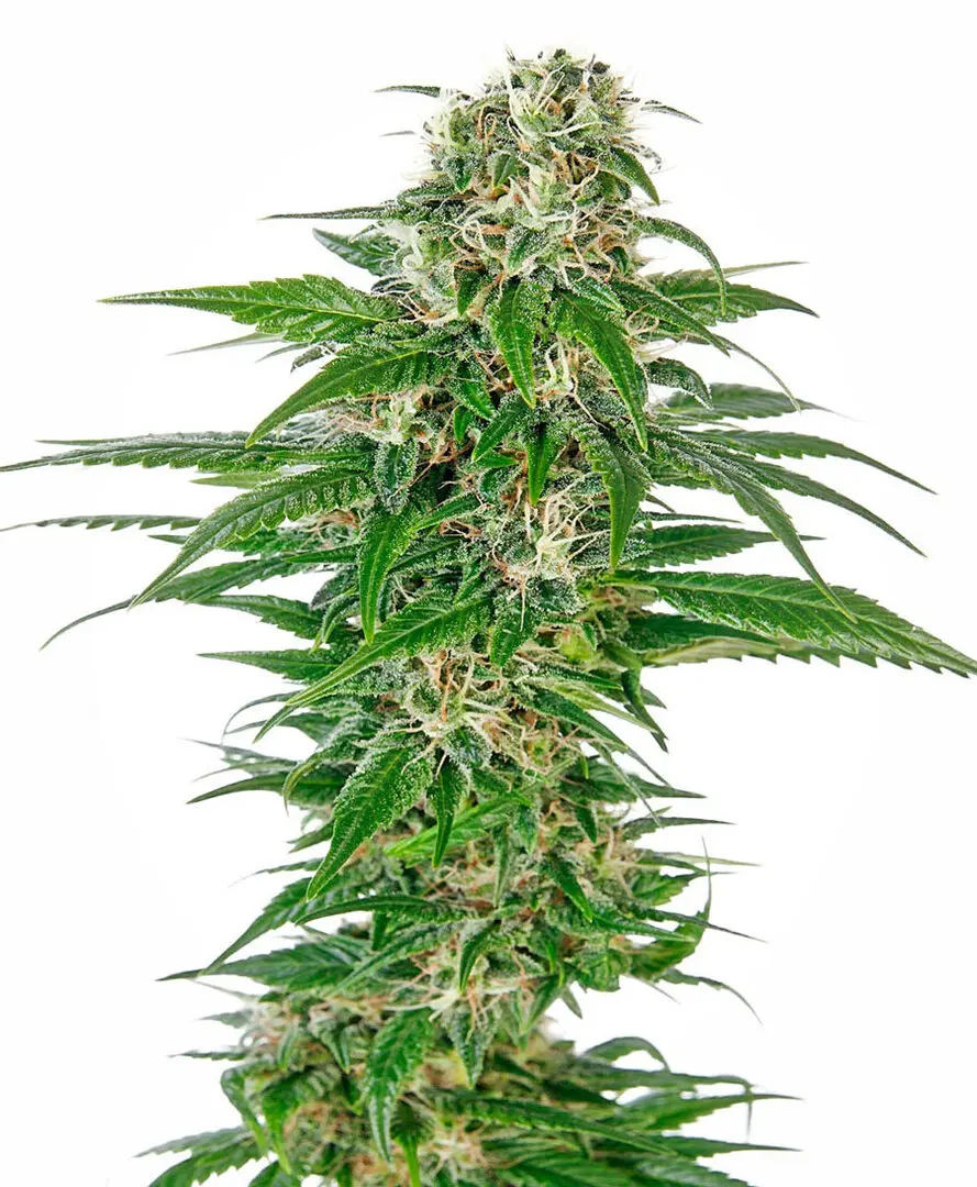 EARLY SKUNK AUTOMATIC SENSI SEEDS