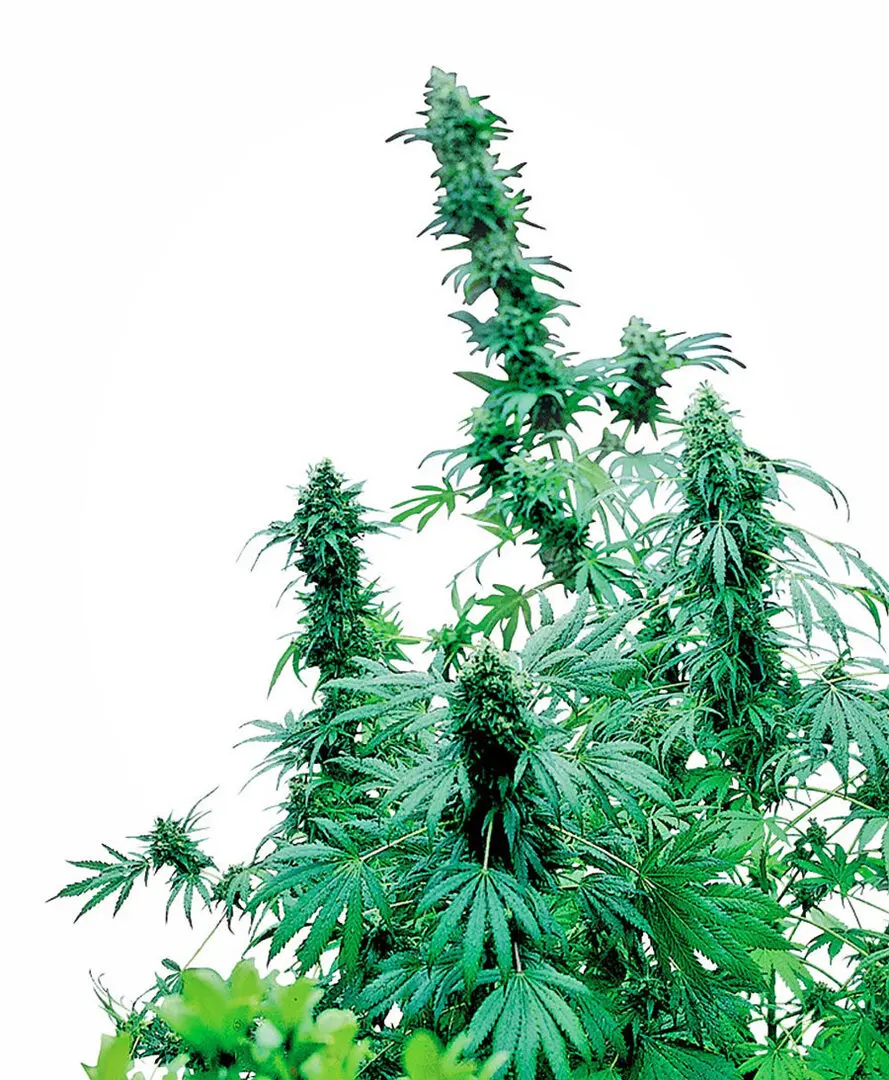 EARLY SKUNK® SENSI SEEDS REG