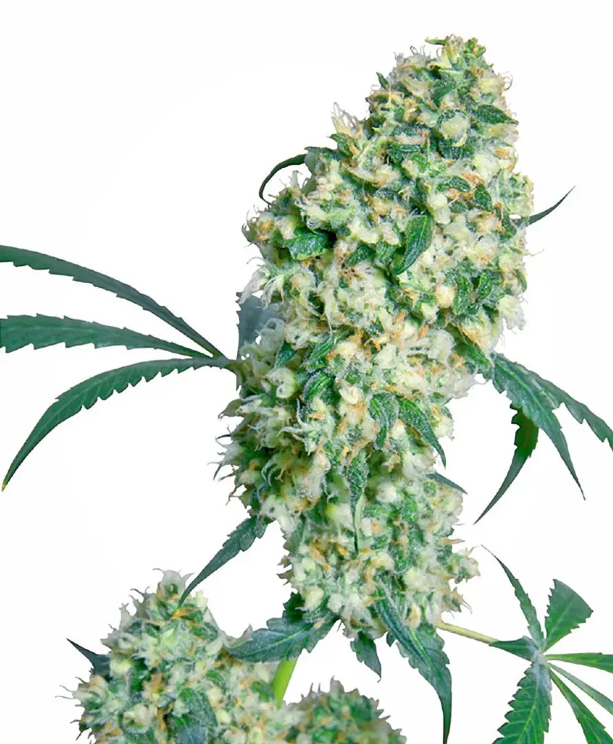 ED ROSENTHAL SUPER BUD® SENSI SEEDS REG