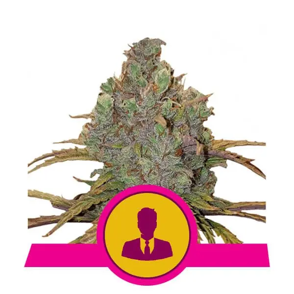 EL PATRON ROYAL QUEEN SEEDS FEM