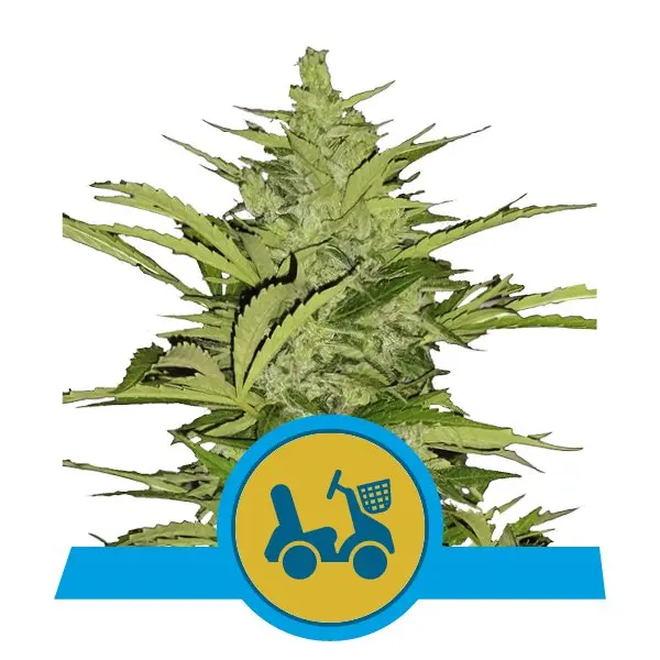 FAST EDDY AUTOMATIC CBD ROYAL QUEEN SEEDS