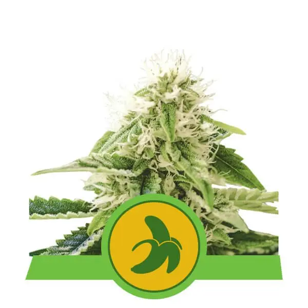 FAT BANANA AUTOMATIC ROYAL QUEEN SEEDS