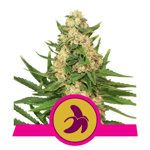 FAT BANANA ROYAL QUEEN SEEDS FEM