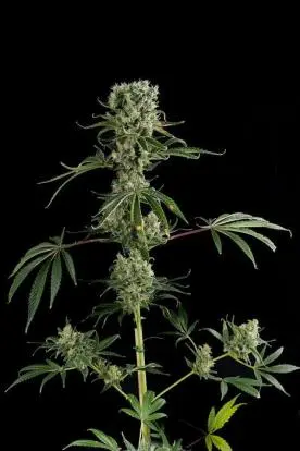 MOBY DICK#2 DINAFEM FEM