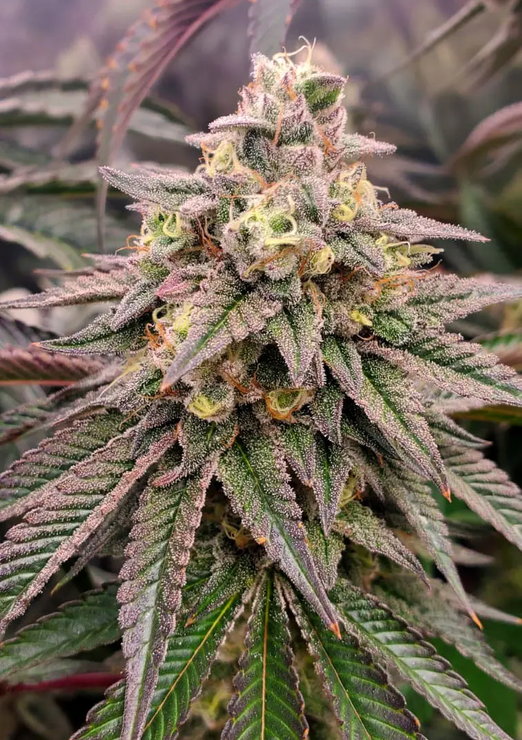 FORBIDDEN FRUIT FAST FLOWERING HUMBOLDT SEED