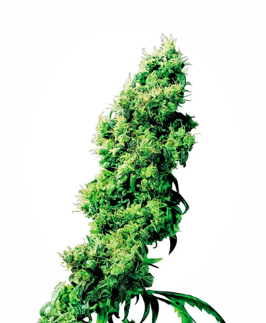 FOUR-WAY® SENSI SEEDS REG