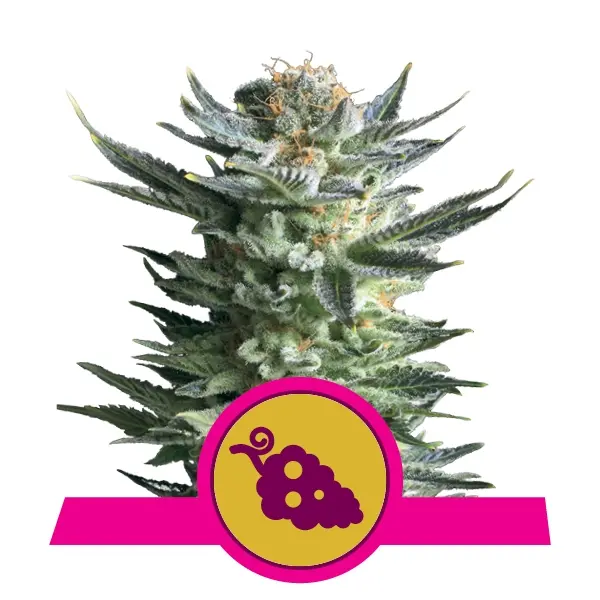 FRUIT SPIRIT ROYAL QUEEN SEEDS FEM