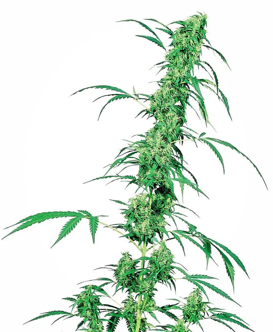 FRUITY JUICE® SENSI SEEDS REG