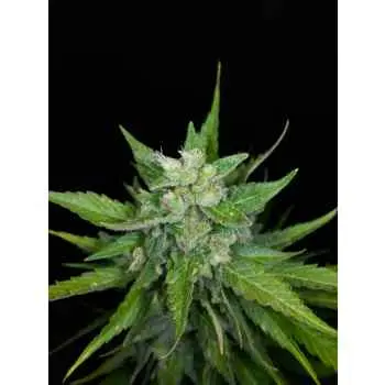 AUTO KONG 4 PARADISE SEEDS