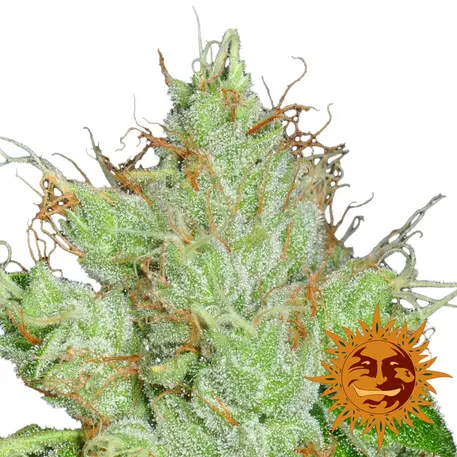 G13 HAZE BARNEY'S FARM REG