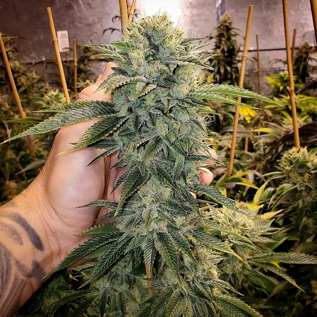 GEIST OG FAST FLOWERING HUMBOLDT SEED