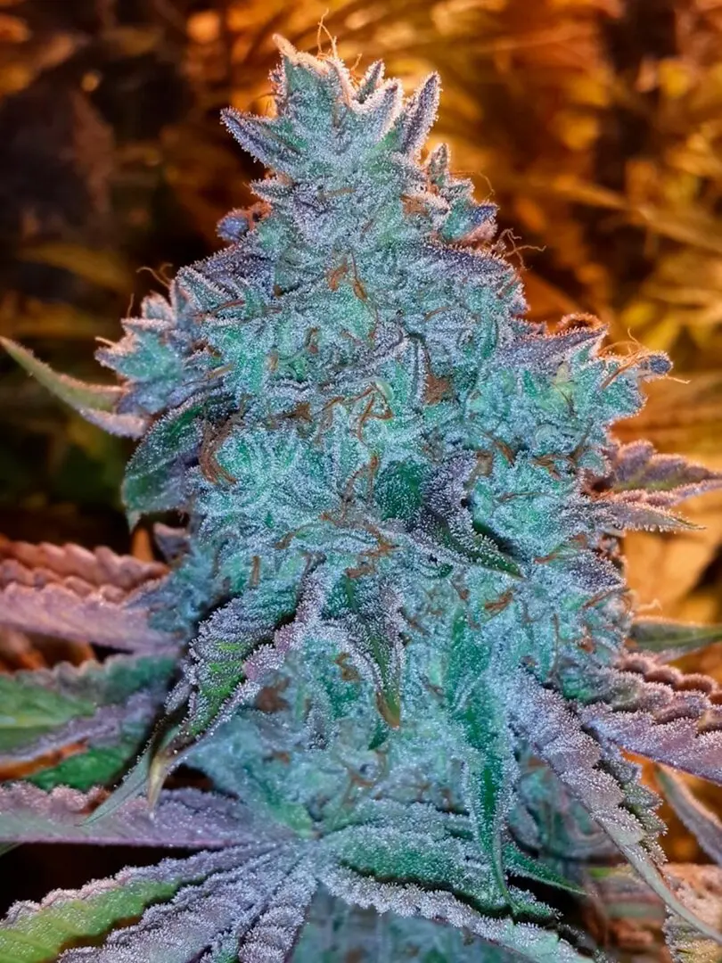 GIRL SCOUT COOKIES AUTO THE CALI CONNECTION