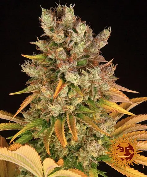 GMO BARNEY'S FARM FEM