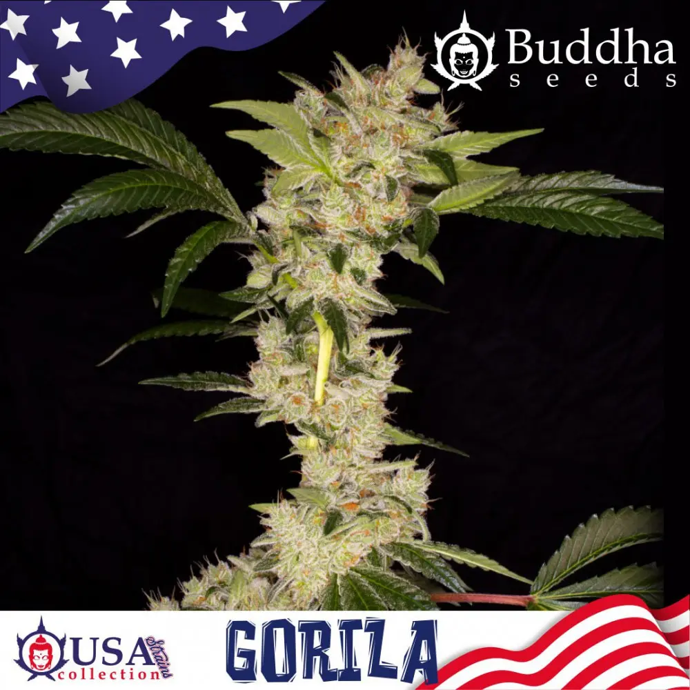 GORILA USA COLLECTION STRAINS BUDDHA SEEDS