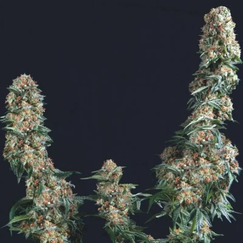 GORILLA TRIKOMA SEEDS USA STRAINS FEM