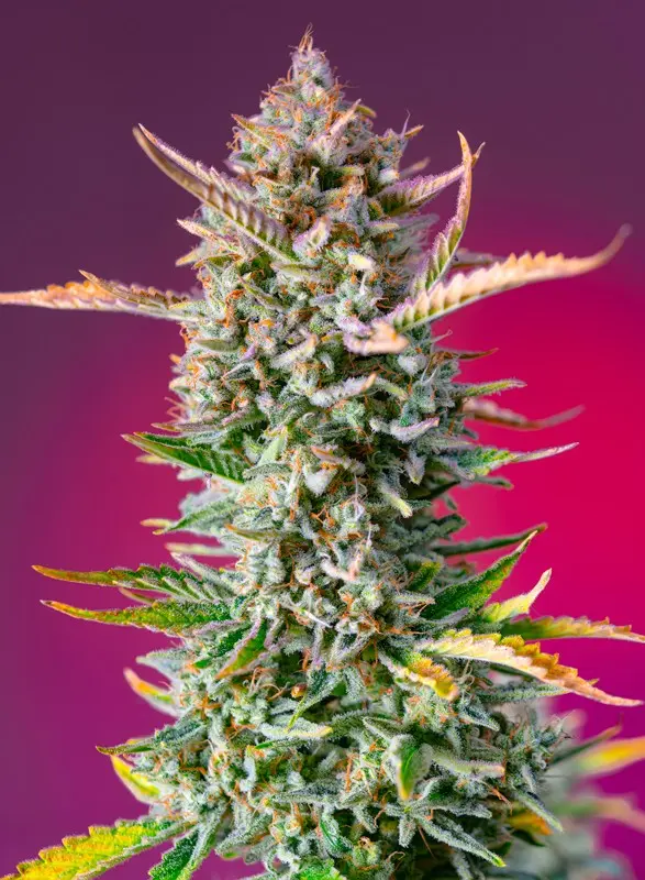 GORILLA SHERBET F1 FAST VERSION® SWEET SEEDS