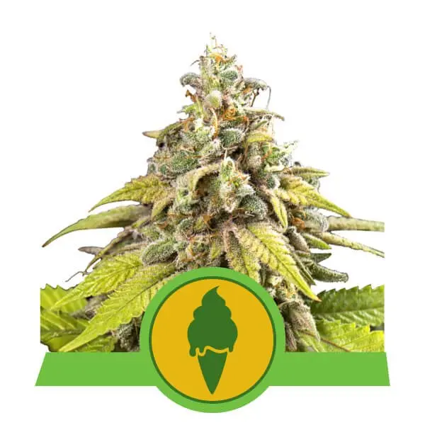 GREEN GELATO AUTOMATIC ROYAL QUEEN SEEDS