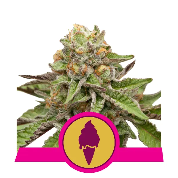 GREEN GELATO ROYAL QUEEN SEEDS FEM